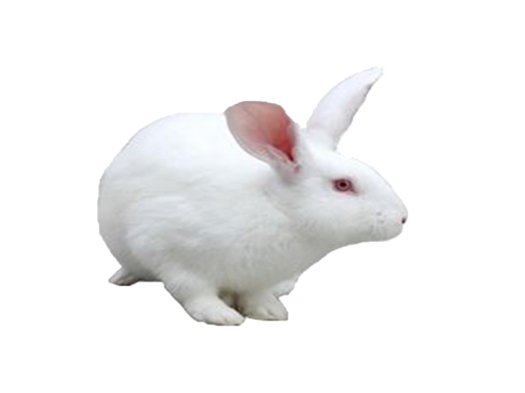 兔子玩具_兔子皮肤病怎么治_兔子图片_淘宝助理