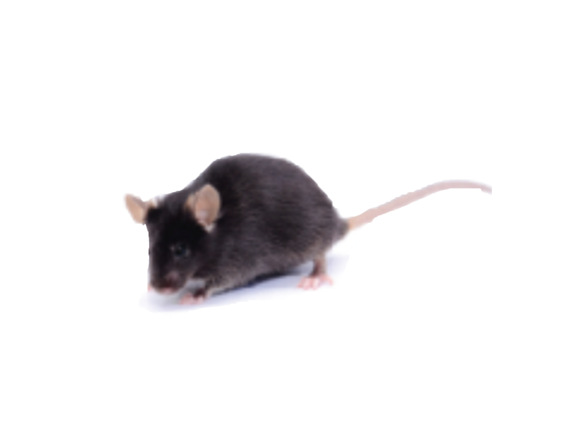 C57BL/6N Mice