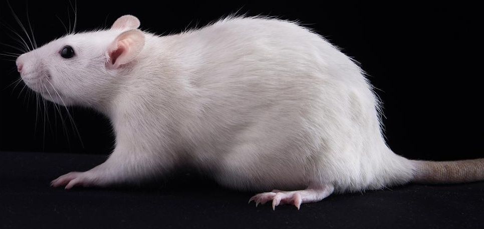 如何选择鼠的给药途径？操作方法、剂量对比及注意事项